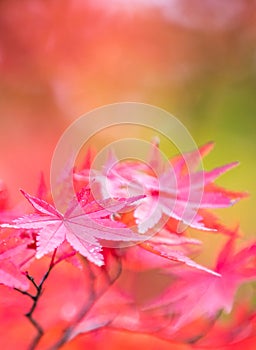 Autumn leaves, very shallow focus