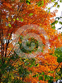 Autumn Leaves - Vibrant Fall Colors on Trees