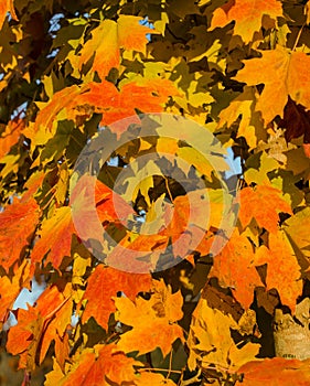 Autumn leaves. Vibrant orange and red and yellow Autumn maple leaves.