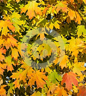 Autumn leaves. Vibrant orange and yellow Autumn maple leaves.