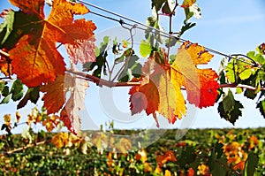 Autumn leaves in vineyard