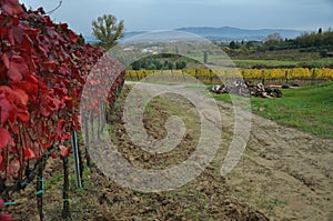 Autumn leaves in the vineyards in province of Pisa photo