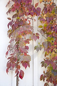 Autumn Leaves - Virginia Creeper