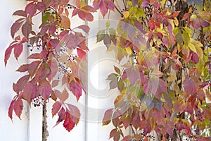 Autumn Leaves - Virginia Creeper