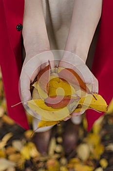 Autumn leaves. Walk in the park, woman holding pile of colorful leaves