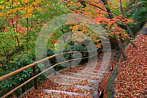 Autumn leaves walking trail in Kyoto, Japan