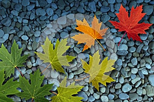 Autumn Leaves On Water