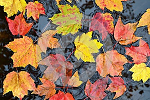 Autumn leaves in water