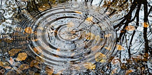 Autumn leaves in water with concentric ripple circles