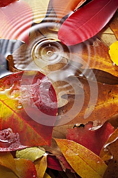 Autumn Leaves Water Drop Background