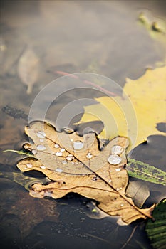 Autumn leaves with water drops floating in the water