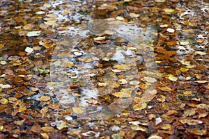 Autumn leaves in water of a pond