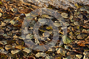 Autumn leaves on the water surface natural background