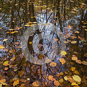 Autumn Leaves in Water Vierhouten