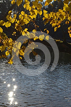 Autumn leaves and water photo