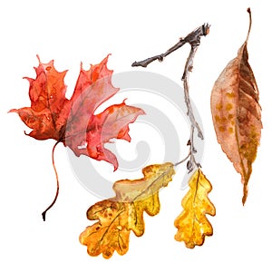 Autumn leaves watercolors Maple Leaf on white background. Coloured bright leaves hand-painted, paint, taktura