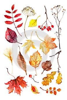 Autumn leaves watercolors Maple Leaf on white background. Coloured bright leaves hand-painted, paint, taktura