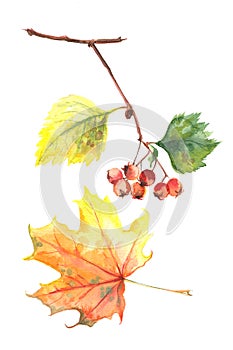 Autumn leaves watercolors Maple Leaf on white background. Coloured bright leaves hand-painted, paint, taktura