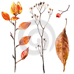 Autumn leaves watercolors Maple Leaf on white background. Coloured bright leaves hand-painted, paint, taktura