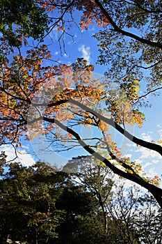 Autumn leaves of Wax tree