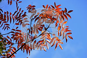 Autumn leaves of Wax tree