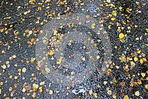 Autumn leaves on wet asphalt