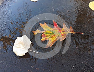 Autumn leaves on the wet asphalt of the street