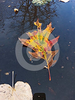 Autumn leaves on the wet asphalt of the street