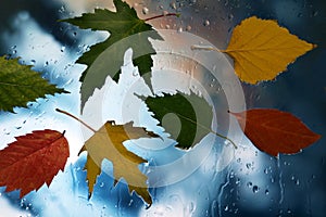 Autumn leaves on wet glass in rainy weather