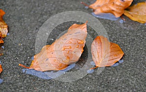 Autumn leaves on the wet ground