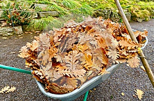 Autumn leaves in a wheel barrow