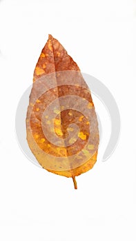 autumn leaves white background