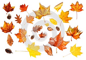 Autumn leaves on white background