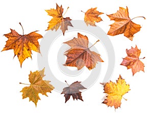 Autumn leaves on white background