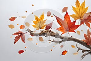 Autumn leaves on the white background
