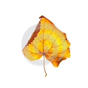 Autumn leaves on a white background