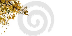 Autumn leaves on white background