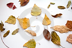 Autumn leaves on white background