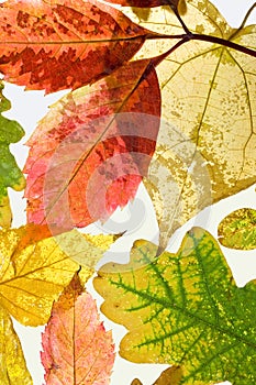 Autumn leaves on white background. Vertical view