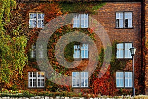Autumn leaves with white windows on old facade