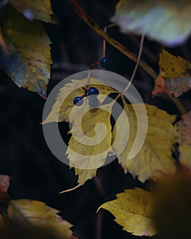 Autumn leaves of wild grapes in natural environments. Natural lens focus or blurring of bokeh on vine