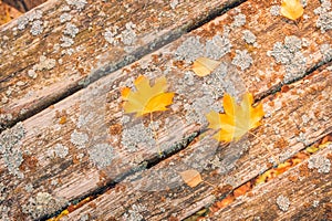 Autumn leaves on wood background banner panorama. Yellow maple leave texture top view of brown wooden copy space panoramic header.