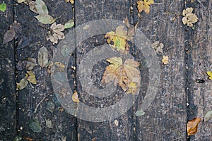 Autumn leaves on the wooden bridge