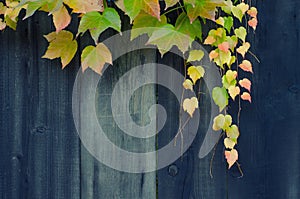 Autumn leaves and wooden fence in fall