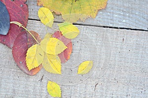 Autumn leaves on wooden planks selective focus