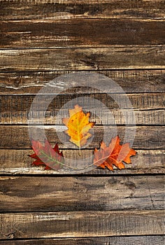 Autumn leaves on wooden table