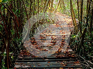 Autumn leaves on wooden walkways in mangroves