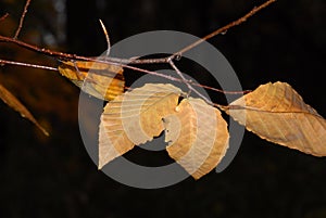 Autumn leaves in the woods.