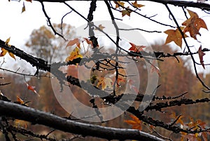 Autumn leaves in the woods.