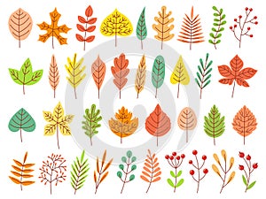 Autumn leaves. Yellow autumnal garden leaf, red fall leaf and fallen dry leaves flat vector set